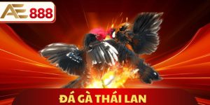 Đá Gà Thái Lan
