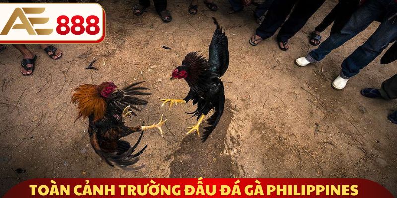 Toàn cảnh trường đấu đá gà nổi tiếng Philippines 