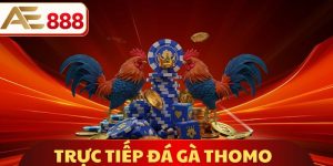 Trực Tiếp Đá Gà Thomo